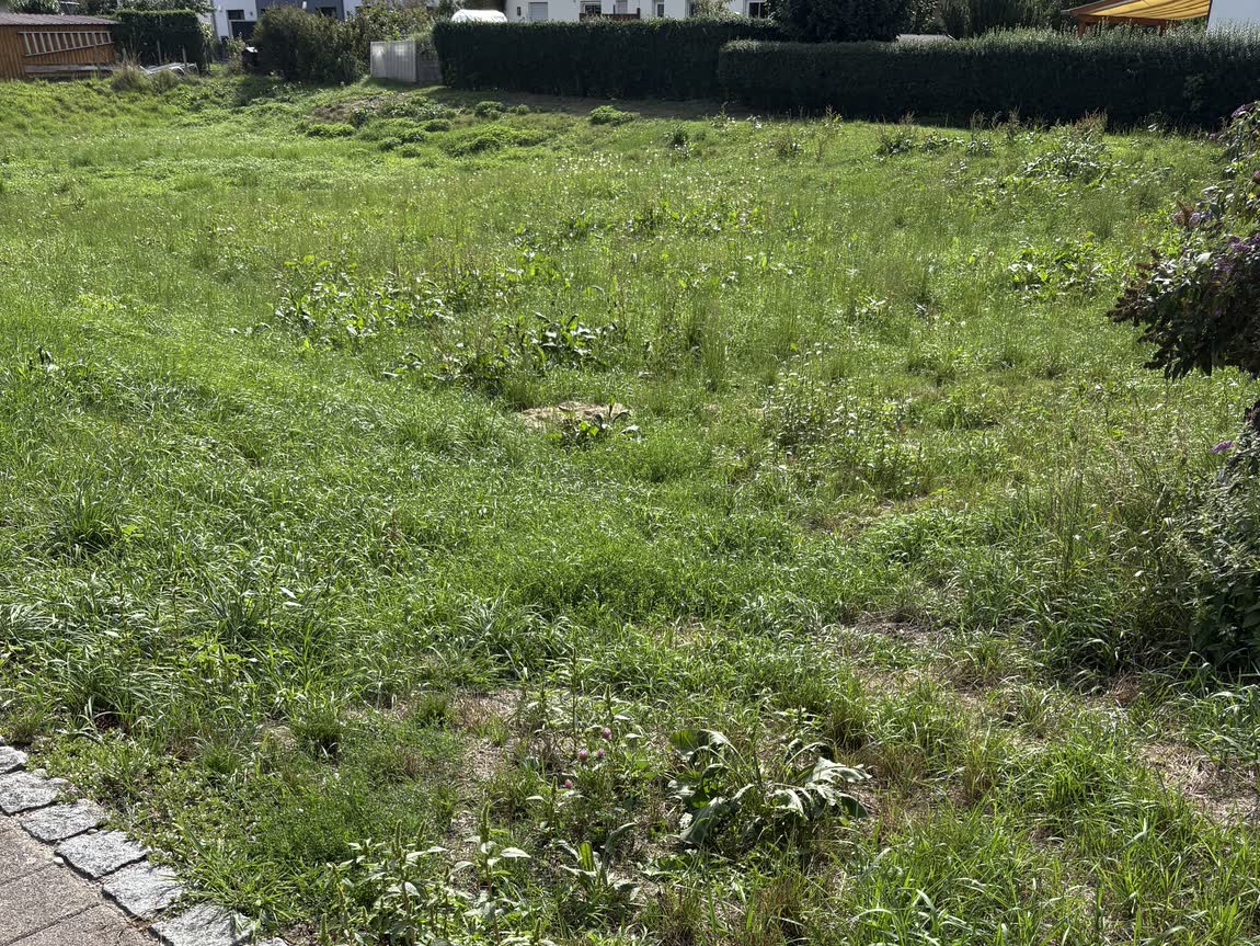 Die Wiese vor dem Mähen, hoher Aufwuchs mit Wildkräutern